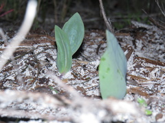 Othonna stenophylla