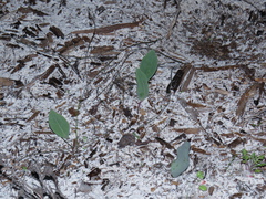 Othonna stenophylla