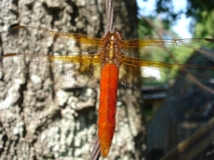 Libellula croceipennis