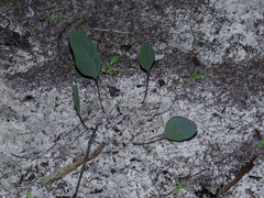 Othonna stenophylla