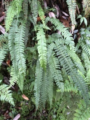 Polystichum hancockii