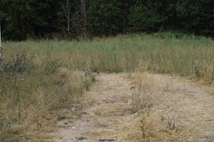 Onopordum acanthium acanthium