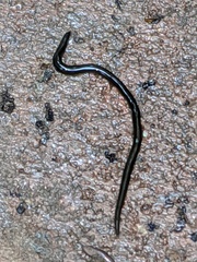 Endeavouria septemlineata