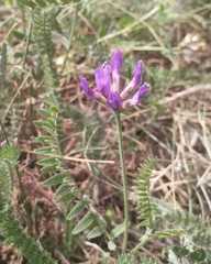 Astragalus suffruticosus