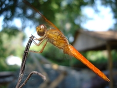 Libellula croceipennis