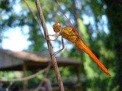 Libellula croceipennis