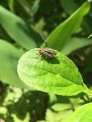 Atalantycha bilineata