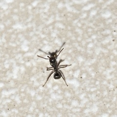 Dolichoderus thoracicus