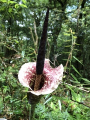 Amorphophallus kiusianus