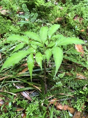 Amorphophallus kiusianus