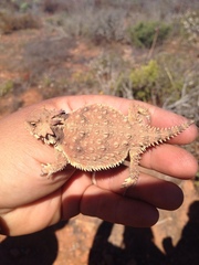 Phrynosoma cerroense