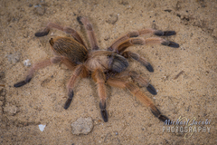 Aphonopelma moderatum