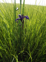 Iris laevigata