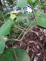 Polystemma guatemalense