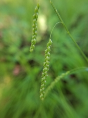 Carex gracillima