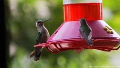 Eugenes fulgens