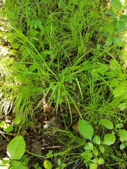 Carex gracillima