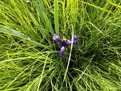 Iris laevigata