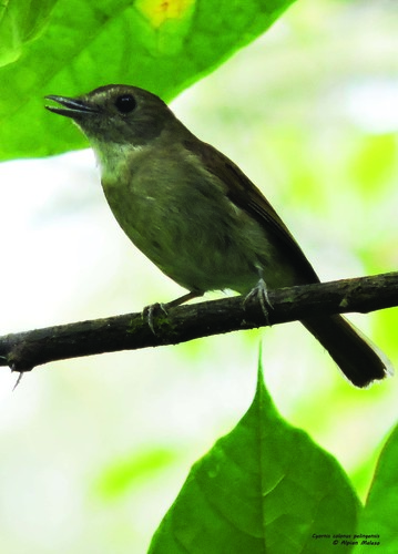 Banggai Jungle Flycatcher