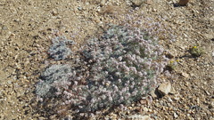 Eriogonum kennedyi austromontanum