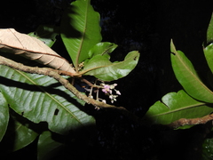 Ardisia compressa