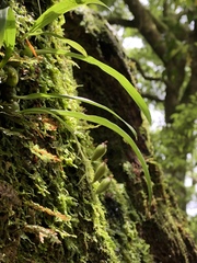 Liparis laurisilvatica