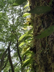 Liparis laurisilvatica