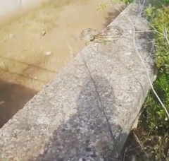 Elaphe quatuorlineata