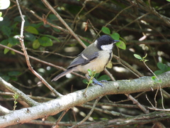 Parus major