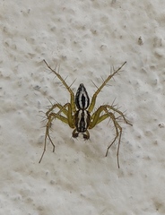 Oxyopes lineatus