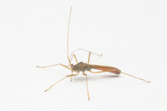 Phaenacantha bicolor