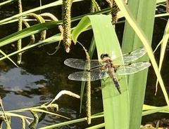 Libellula quadrimaculata