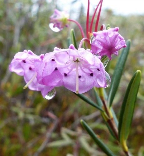 Kalmia polifolia, photograph 6