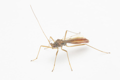 Phaenacantha bicolor