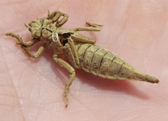 Arigomphus villosipes