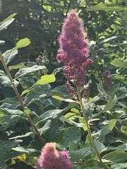 Spiraea douglasii