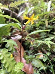 Lysimachia ardisioides
