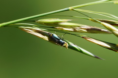 Clanoptilus emarginatus