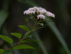 Spiraea formosana