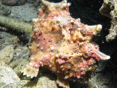 Antennarius maculatus