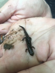 Desmognathus fuscus