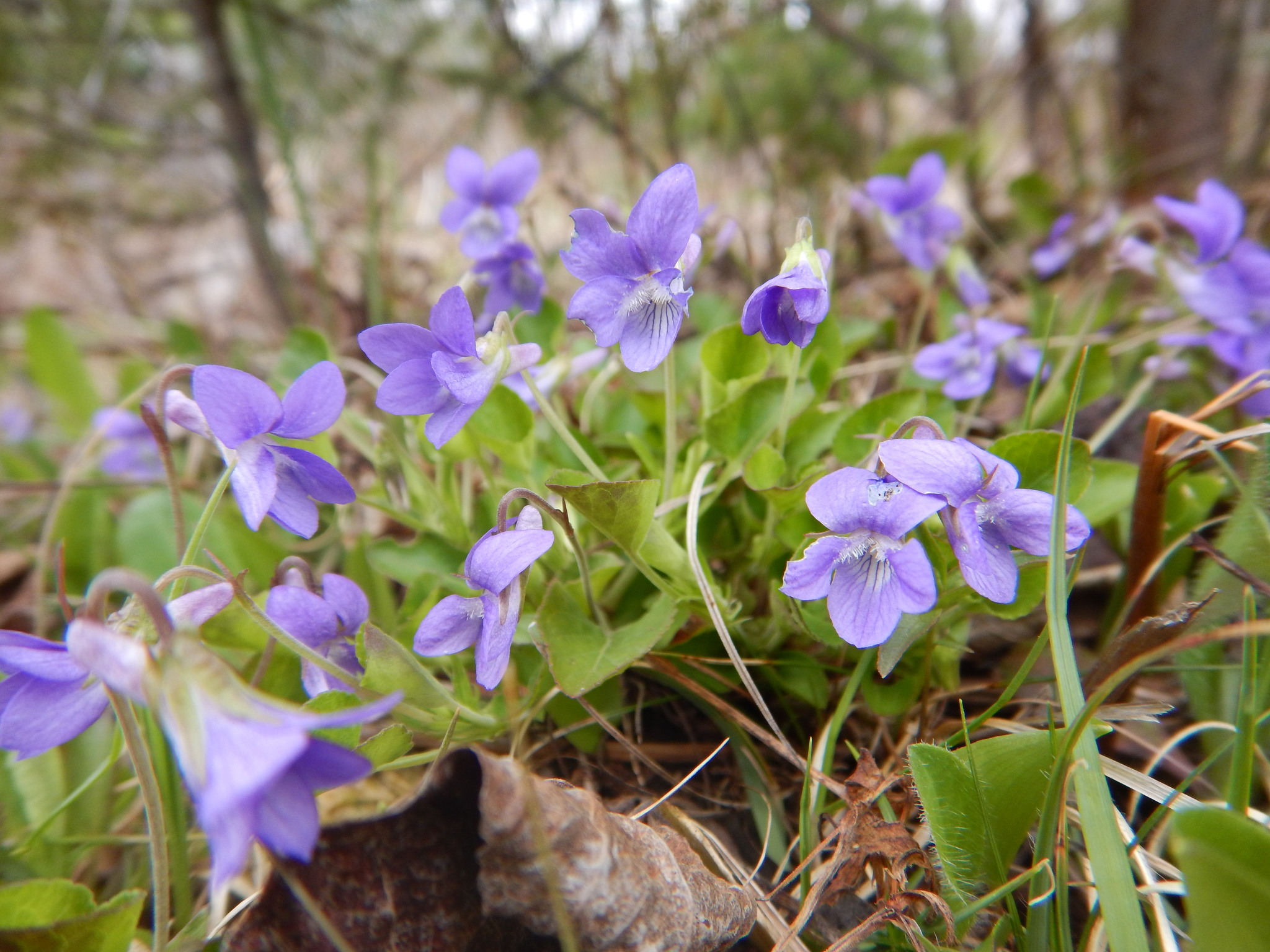 hookedspur violet (Viola adunca) · iNaturalist