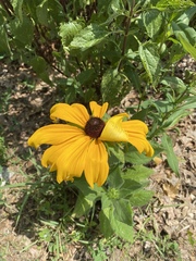 Rudbeckia hirta pulcherrima