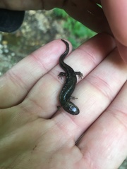 Desmognathus fuscus
