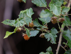 Rubus taitoensis