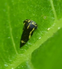 Ophiderma flava