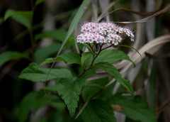 Spiraea formosana