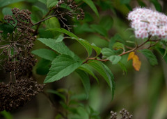 Spiraea formosana