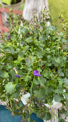 Campanula poscharskyana