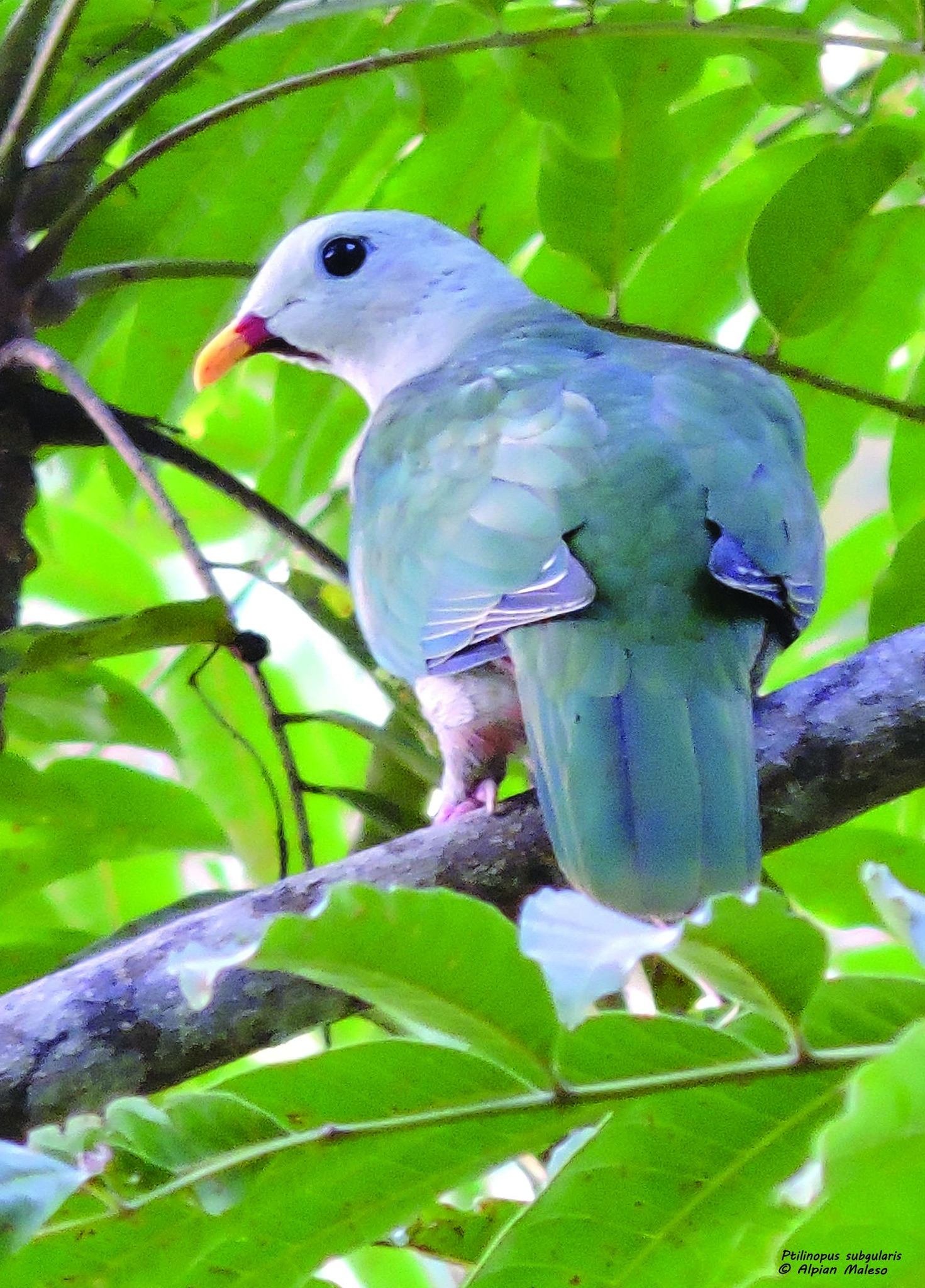 Banggai Fruit-Dove illustration
